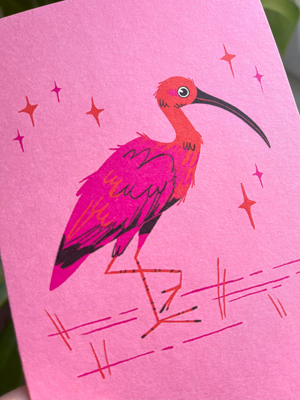 Scarlet Ibis greeting card, close-up.
